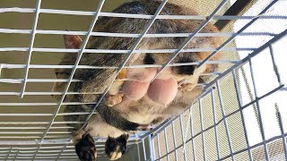 НЕПРИЛИЧНО СМЕШНЫЕ КОТЫ ПРИКОЛЫ С ЖИВОТНЫМИ 2022 СМЕШНЫЕ КОШКИ и СОБАКИ КОТЯРЫЧ