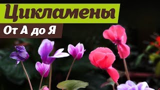 Выращивание цикламенов  От посева до цветения