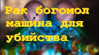 РАК БОГОМОЛ. Клешни убийцы. Документальные фильмы о животных.  Мир природы