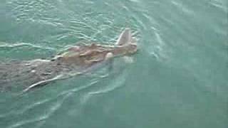 shark vs crocodile