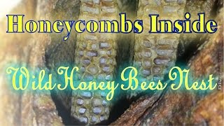 Honeycombs Inside Wild Honey Bees Tree Nest
