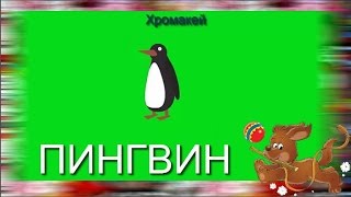 43. Пингвин. Хромакей. Футаж для создания видео