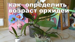 определяем возраст орхидеи  Сколько лет живут орхидеи в домашних условиях?