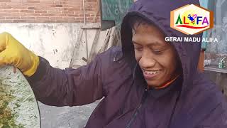 PROSES PANEN MADU LEBAH CERANA NEKTAR BUNGA MANGGA GERAI MADU ALIFA BLITAR