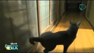 Gato toca la puerta para poder entrar//Gato se niega a quedarse afuera de casa
