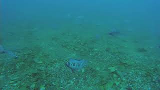 Морской Окунь (Смарида) Во Время Нереста. Дайвинг в Крыму. Орджоникидзе.