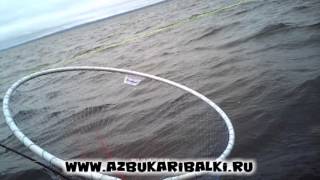 Рыбалка в Карелии. Лосось Онеги.