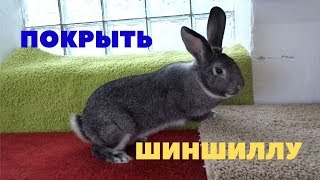 Результат раннего покрытия кроликов Большая Шиншилла/В каком возрасте подсаживать к самцу