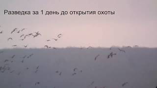 Охота на гуся 2018 Белгородская область