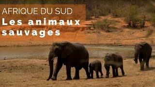 Afrique du Sud, du Kruger au Cap  - les animaux sauvages (plateau intégral)- #fautpasrever