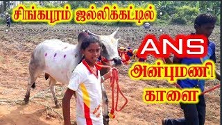 சிங்கபுரம் ஜல்லிக்கட்டில் வேம்பாகவுண்டன்புதூர் ANS அன்புமணி காளை singapuram jallikattu