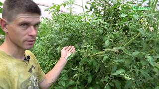 25 кг с куста на грани срыва. Признание Жени. Как не нужно делать?