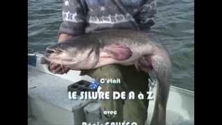 Le silure de A à Z - Pêche au gros - Carnassier