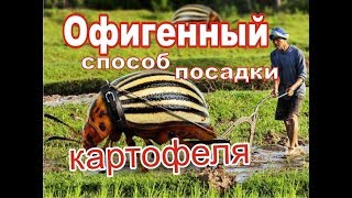 Супер урожайный способ посадки картофеля в грядки