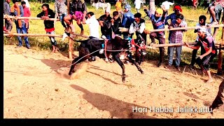 #Kadthur trail jallikkattu festival  bull race jallikattu