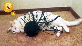 ПРИКОЛЫ С ЖИВОТНЫМИ Смешные КОТЫ и СОБАКИ | Приколы с котами | СМЕШНЫЕ КОШКИ 2021