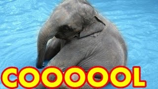Watch  Baby elephant cools off in kiddie pool
