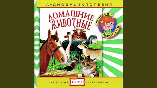 Птичий двор. Куры, утки, гуси