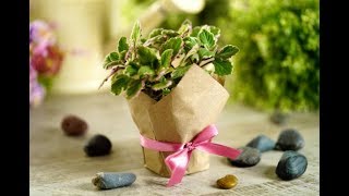 Manualidad | Envoltura de plantas