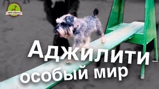 Моя Собака занимается аджилити. С чего начать дрессировку.