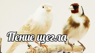 Пение щегла