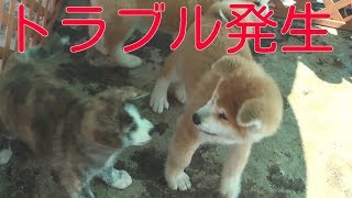 秋田犬　かわいい子犬たち　けんか始まる