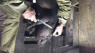 Вьетнамские свиньи. Урок №4. Забой. Опаливание и разделка туши.