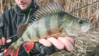 Крупный окунь на лёгкий спиннинг. Shimano Soare XTUNE s803l-t