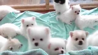 Um MONTE de filhotes de Lulu da Pomerania