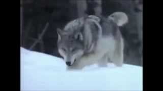 Валерий Ярушин. Сказка о сером волке