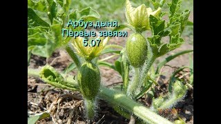 Арбуз, дыня. Первые завязи, 5. 07. 17