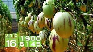 Dưa hấu Pepino: Muốn đạt kết quả cao cần lưu ý gì? | VTC16