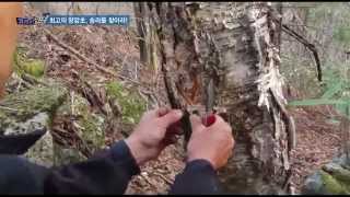물이 없는 산 속에서 목이 마를때 물 얻는 방법
