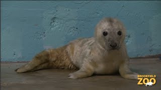 Grey Seal Pup Born at Brookfield Zoo
