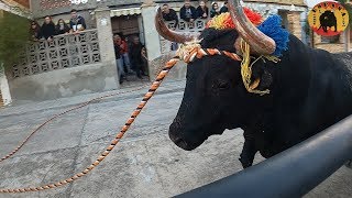 1º toro en cuerda de Yatova del 18 enero 2020