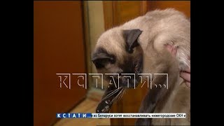 Вентиляционный лабиринт - истощенная заблудившаяся кошка вывалилась в квартиру