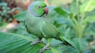 Malayalam talking Parrot....... its more than 30 year old