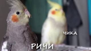Серенады молодого самца кореллы нимфы