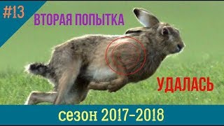 (18+) ВТОРАЯ ПОПЫТКА УДАЛАСЬ (охота на зайца) СЕЗОН 2017 - 2018...