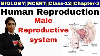 Human Reproduction || Male Reproductive System || NCERT || Chapter-3 || Class 12 Biology || Part-4