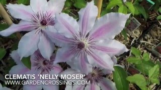 Clematis 'Nelly Moser'