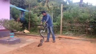 King cobra rescue - Thirthahalli Taluk, Shimoga District, Karnataka, India.