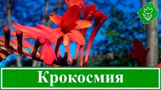 Цветок крокосмия (монтбреция) – посадка и уход в открытом грунте: выращивание из семян