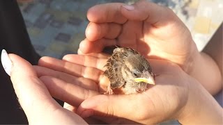 Спасение животных - воробышек в беде.