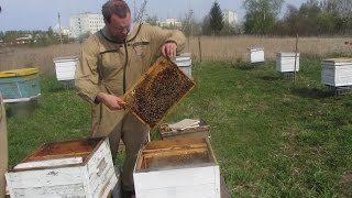 Пересадка пчел в подготовленные и покрашенные улья  Матка Бакфаст F1 Queen bee Buckfast F1