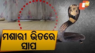 Snake rescued from a house in Banki