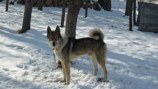 Профессиональная охота в западной сибири с гибридом волка и лайки