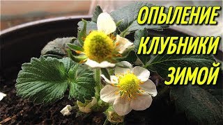 ОПЫЛЕНИЕ КЛУБНИКИ ?  НА ПОДОКОННИКЕ,ЗИМОЙ.