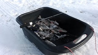 Окунь на "гондурас" в устье реки Сок. Рыбалка в Самаре. Ice fishing for perch.