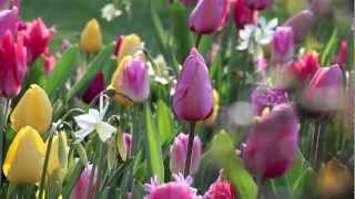 Bulbes d'automne plantation en pot